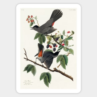 Cat Bird from Birds of America (1827) Sticker